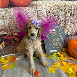Eloise - Apricot female Poodle puppy in Fountain, Florida from Silva Royale Standard Poodles