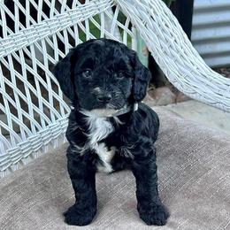 Orca - Black and white male Bernedoodle puppy in North Highlands, California from The Purrfectpups