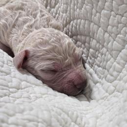 Magnolia - Cream female Poodle puppy in Conroe, Texas from Pear house farm