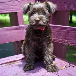 Benny - Liver male Miniature Schnauzer puppy in Dickson, Tennessee from Surely Blessed Mini Schnauzers