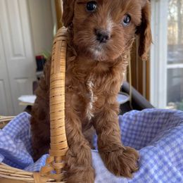 Cavachons and Cavapoos from Sister Sister Cavachons and Cavapoos