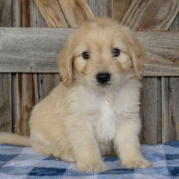 Male 3 of 4 - Cream male Goldendoodle puppy in Macedon, New York from Toodles Goldendoodles
