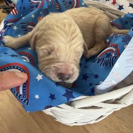 Denver - Light golden male Golden Retriever puppy in Cherry Tree, Pennsylvania from Plumcreek Acres