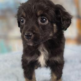 Mocha - Black & white female Miniature Australian Shepherd puppy in Citra, Florida from Southpaw Herders LLC