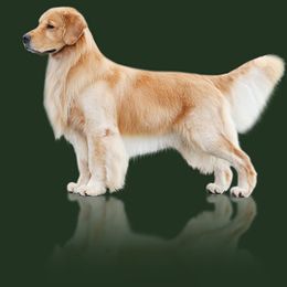 Golden Retrievers from Kattwalk