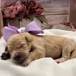 Lacey - Cream female Goldendoodle puppy in The Woodlands, Texas from Gracie's Goldendoodles and Bernedoodles