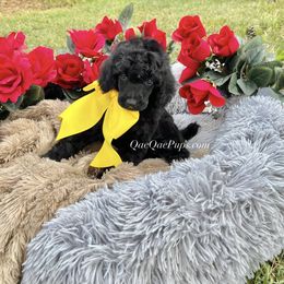 Poodle Puppies from QaeQae Pups