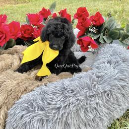 Poodle Puppies from QaeQae Pups