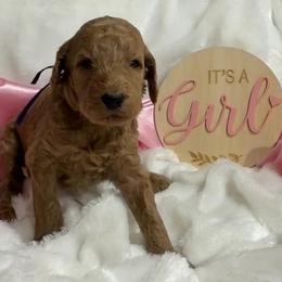 Purple girl - Apricot female Poodle puppy in Bowling Green, Kentucky from Ritzy Red Poodles