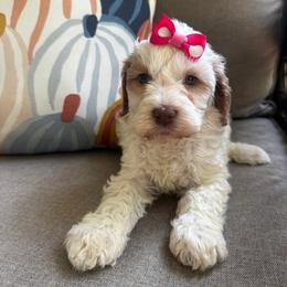 Ticonderoga - Caramel cream female Labradoodle puppy in Camden, North Carolina from Oopsie Doodles of NC
