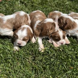 Cavalier King Charles Spaniel Puppies from The Cozy Cavaliers