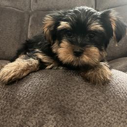 Tino - Black and tan male Yorkshire Terrier puppy in Jacksonville, Florida from The Yorkie Shack