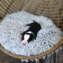 Cashew - Black tri female Miniature Australian Shepherd puppy in Killen, Alabama from Wilkers Wholehearted Mini Aussies