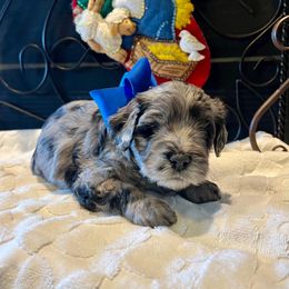 Dash - Blue merle male Aussiedoodle puppy in Midlothian, Texas from Gray Doodles