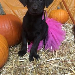 Labrador Retriever Puppies from Harvest Moon Farm