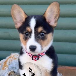 Rip - Black and tan male Pembroke Welsh Corgi puppy in Casper, Wyoming from Flying Note Shorties