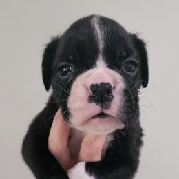 Boxer Puppies from Coast to Coast Boxers