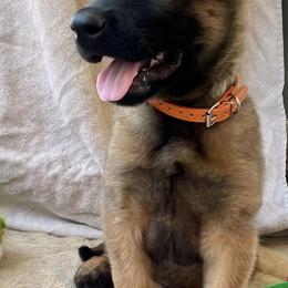 Belgian Malinois Puppies from BlueStone