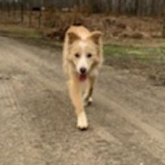 Border Collies from Coble Kennels