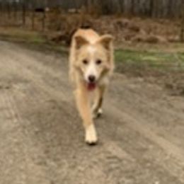 Border Collies from Coble Kennels