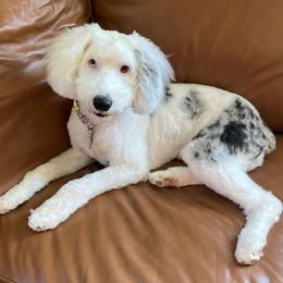 Luna - Sheepadoodle
