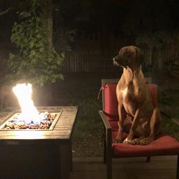 Rhodesian Ridgeback All Grown Up from Allegro Rhodesian Ridgebacks