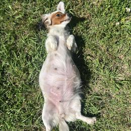 Dachshund Puppies from Camacho_Dachshunds