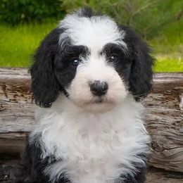 Aussiedoodles, Goldendoodles, and Sheepadoodles from The Yuppy Puppy Doodle Company