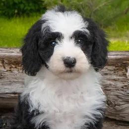 Aussiedoodles, Goldendoodles, and Sheepadoodles from The Yuppy Puppy Doodle Company