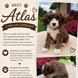 Atlas - Merle male Goldendoodle puppy in Ottawa, Ohio from Simply Beautiful Goldendoodles