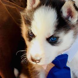 Tux - Black and white male Siberian Husky puppy in Atlanta, Georgia from Lobban Huskies