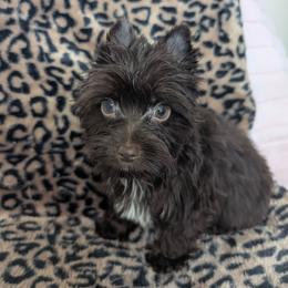 Cash - Liver male Yorkshire Terrier puppy in Gaylesville, Alabama from Sweet Alabama Yorkies