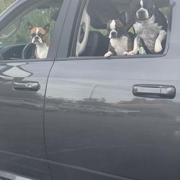 Boston Terrier Puppies from Boston Terrier Besties