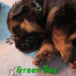 Green Boy - Black and red male German Shepherd puppy in Lewistown, Missouri from Ewig Krieger Kennels