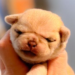 Peach collar - Cream female Pug puppy in Hereford, Arizona from Broken Road Ranch Pugs