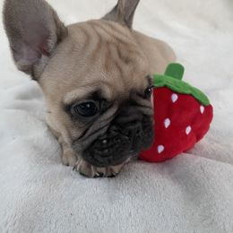French Bulldog Puppies from Fabi's French Bulldogs