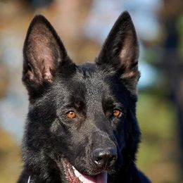 German Shepherds from von der KronenInsel