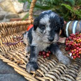 Naomi - Blue merle female Aussiedoodle puppy in Lexington, Alabama from Johnson’s Highland Pride Aussiedoodles