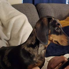 Lily - Dachshund