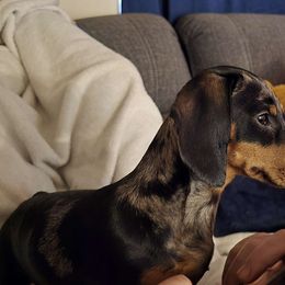 Lily - Dachshund