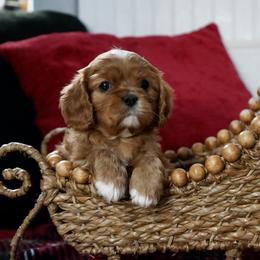 S'mores - Ruby female Cavalier King Charles Spaniel puppy in Lula, Georgia from Cavaliers by Crumley