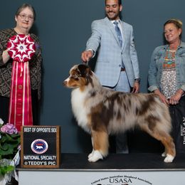 Australian Shepherds from Dirty Laundry Australian Shepherds