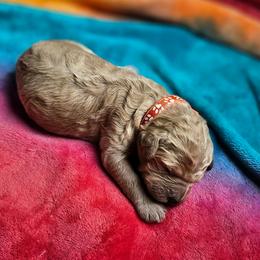 Zippy - Apricot female Goldendoodle puppy in Harris County, Texas from Cute & Curly Doodles