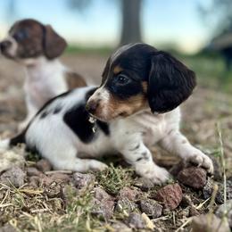 Dachshund Puppies from Jennifer Chadwell
