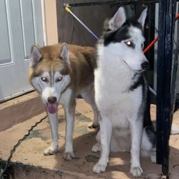Luky - Siberian Husky