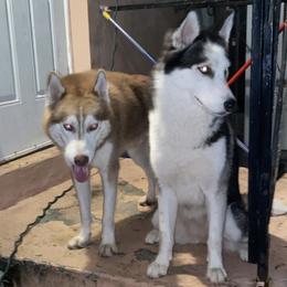 Luky - Siberian Husky