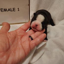 Female 1 - Black and white female Boston Terrier puppy in Headland, Alabama from Crystal Carlisle's Boston Terriers