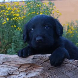 Coal - Black male Labradoodle puppy in Apache Junction, Arizona from Loving Doodle