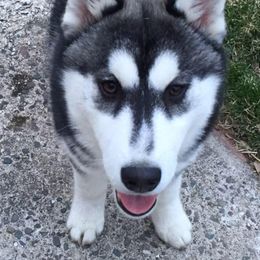 Siberian Huskies from AVADAR Siberians