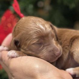 Red collar female - Red  female Goldendoodle puppy in Yuciapa, California from AlltheDoodlez_
